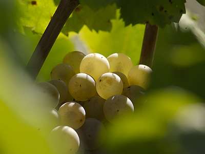 Weinberge & Weinkeller